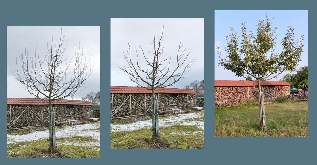 Haus- und GartenService Bodensee hgs-bodensee.de