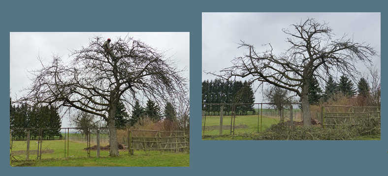 Haus- und GartenService Bodensee hgs-bodensee.de