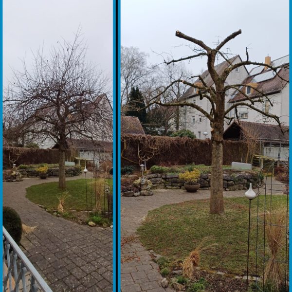 Baumpflege
