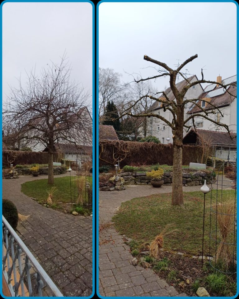 Baumpflege
