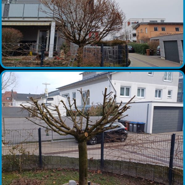 Baumpflege