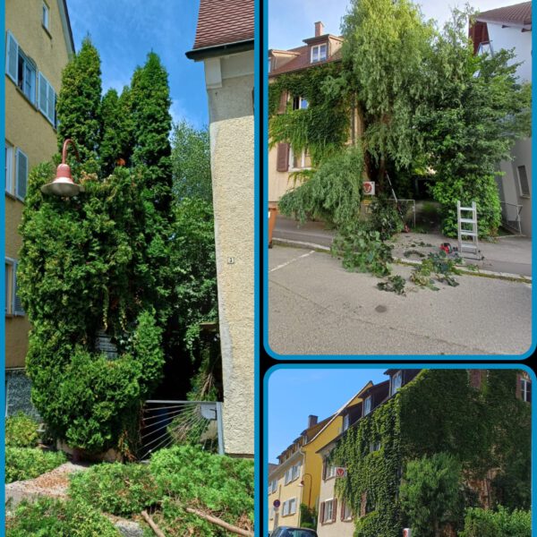 Rückschnitt