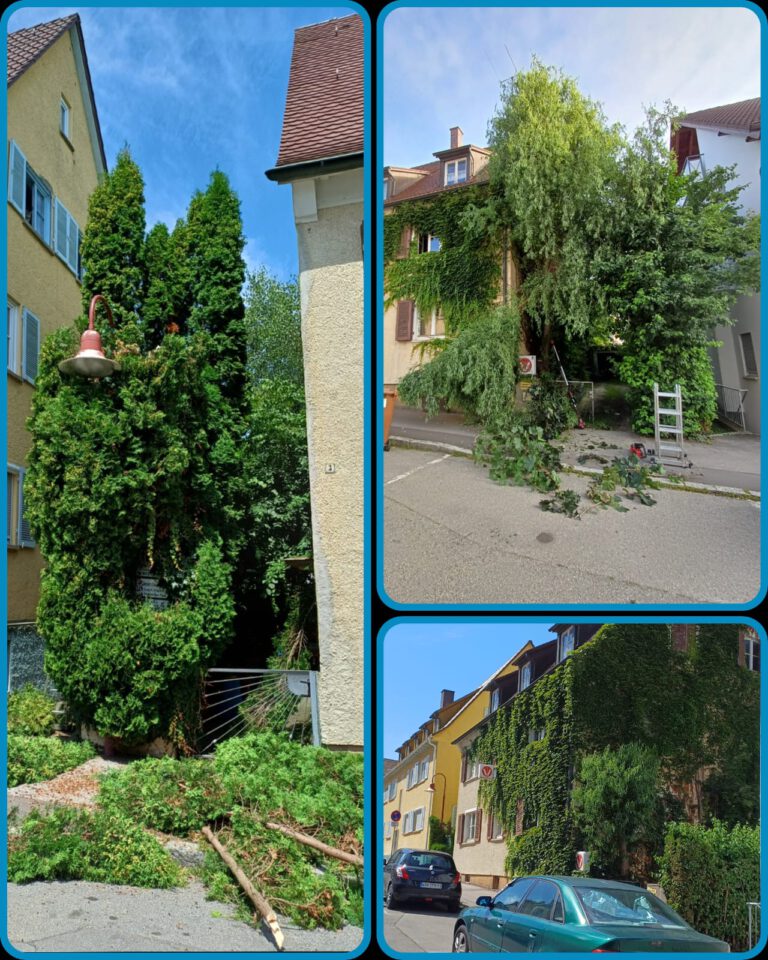 Rückschnitt